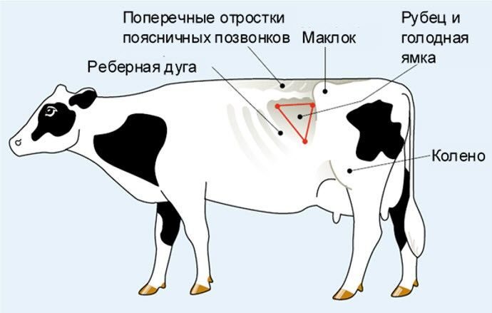 Рубец у коровы: причины заболеваний и методы лечения